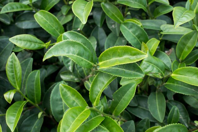 Nahaufnahme von lebendig grünen Teeblättern der Pflanze Camellia sinensis an einem Strauch.