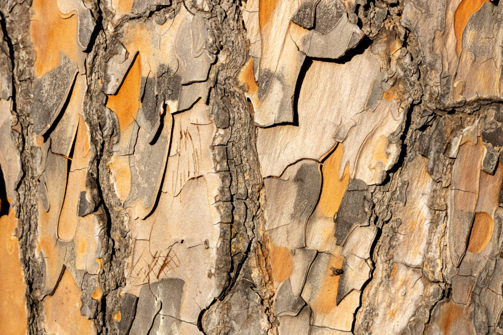 Rinde des Pinus Pnaster (Meereskiefer) in Nahaufnahme