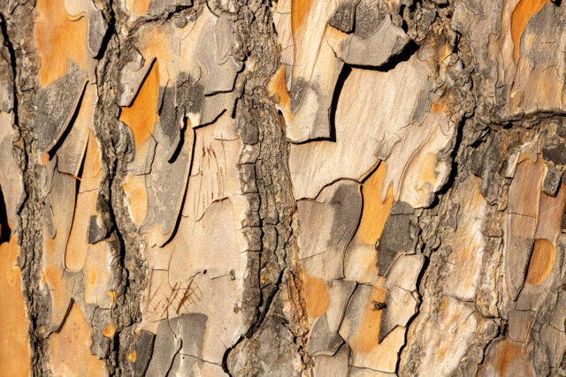 Rinde des Pinus Pnaster (Meereskiefer) in Nahaufnahme