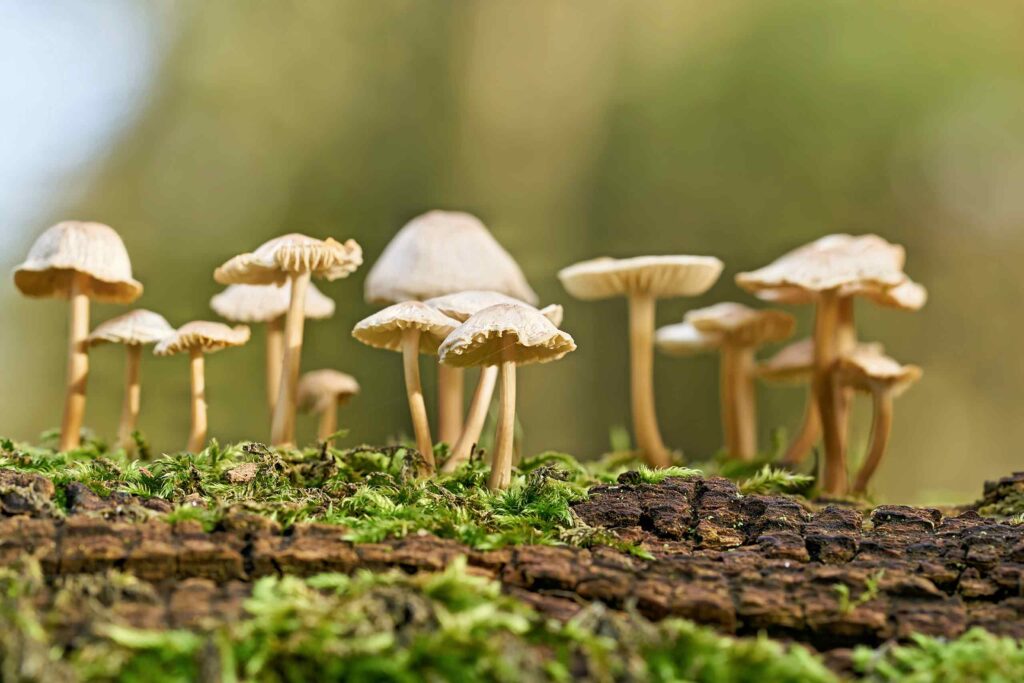 Eine Gruppe kleiner, heller Wildpilze mit zarten Stielen und hutförmigen Kappen wächst in einer Reihe auf einem bemoosten, rissigen Baumstamm. Der Hintergrund ist in ein sanftes, grünes Bokeh gehüllt, das die Pilze im natürlichen Sonnenlicht hervorhebt.