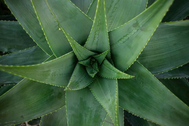 Blick von oben in das Zentrum einer Aloe Vera Pflanze mit ihren dicken, gezackten grünen Blättern.