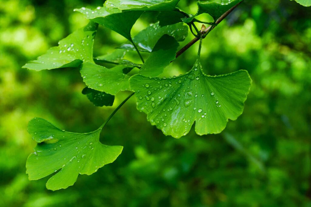 Mehrere fächerförmige, grüne Ginkgo-Blätter mit Wassertropfen nach dem Regen.