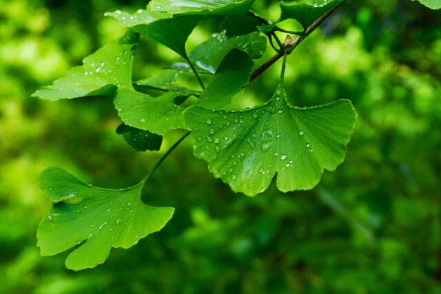 Mehrere fächerförmige, grüne Ginkgo-Blätter mit Wassertropfen nach dem Regen.