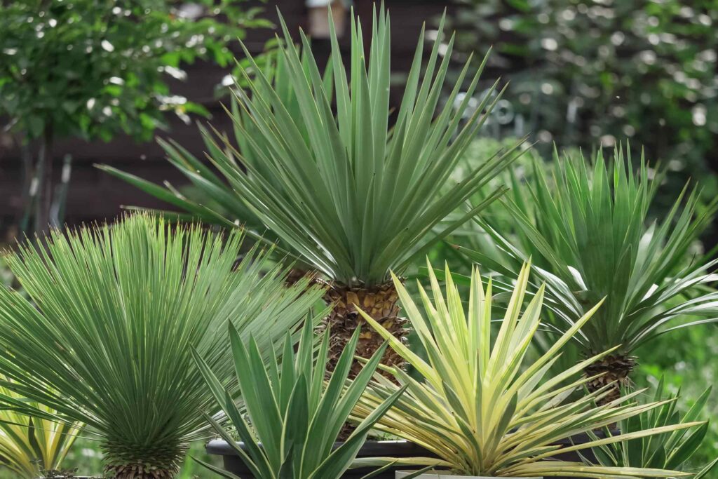 Detailansicht einer Yucca-Pflanze mit ihren spitzen, schwertförmigen grünen Blättern.