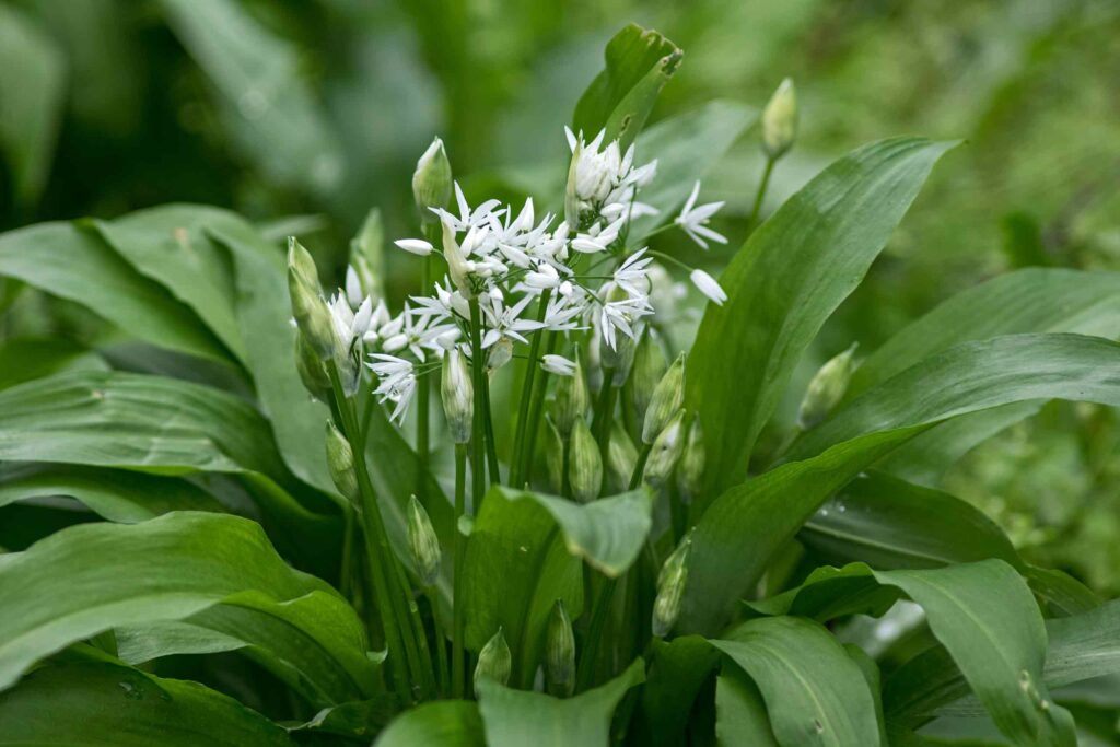 Frischer wilder Bärlauch mit grünen Blättern und kleinen weißen Blüten im Wald.