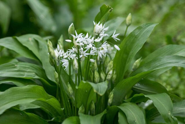 Frischer wilder Bärlauch mit grünen Blättern und kleinen weißen Blüten im Wald.