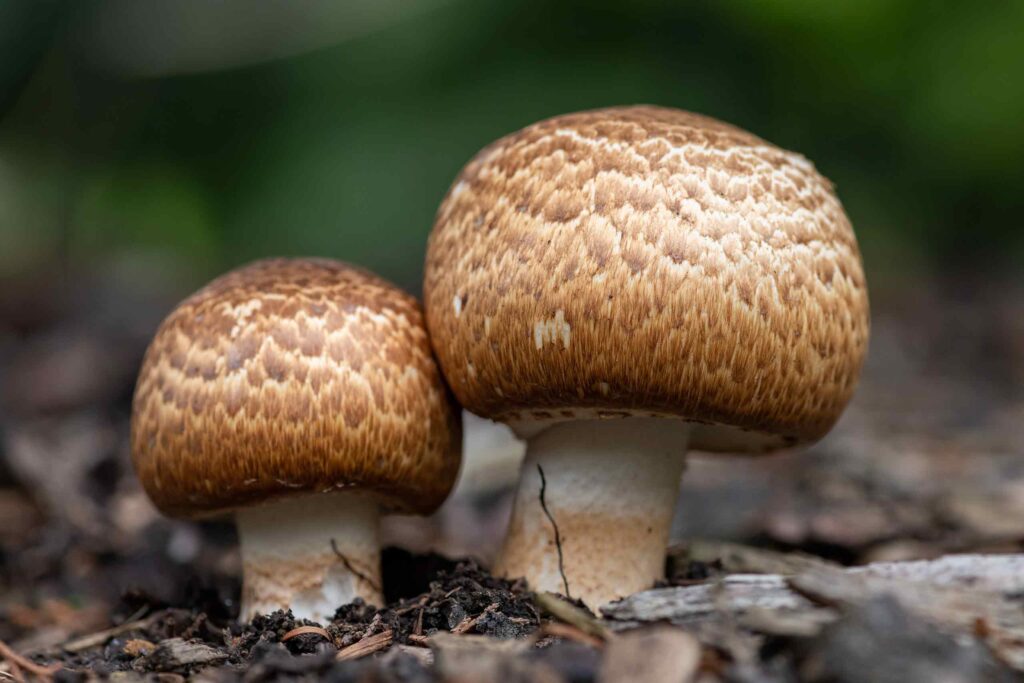 Nahaufnahme von zwei braun geschuppten Agaricus-Pilzen, die aus dunklem Waldboden sprießen.