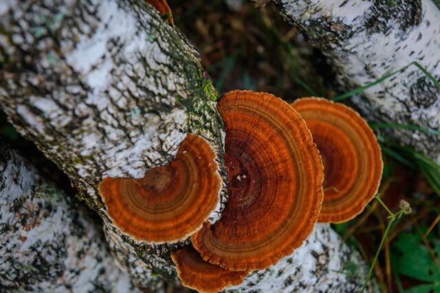 Drei fächerförmige, leuchtend orange-braune Baumpilze mit konzentrischen Ringen wachsen an der hellen Rinde eines Birkenstammes.