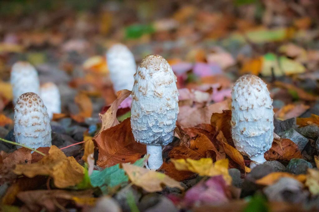 Mehrere weiße Schopftintlinge mit ihrer charakteristischen zylindrischen, schuppigen Form stehen im herbstlichen Laub.