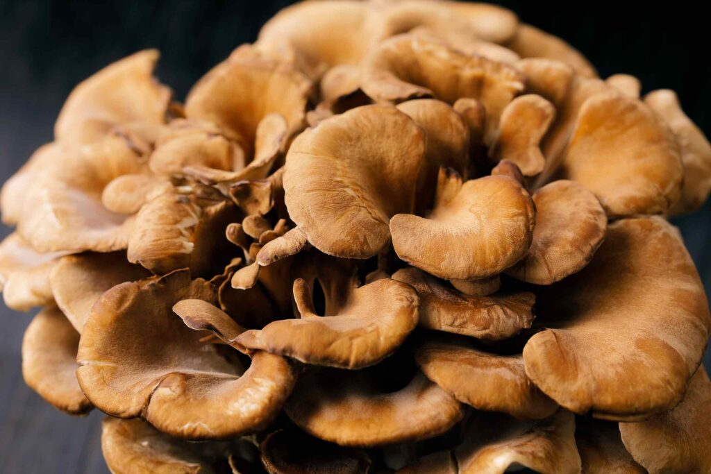 Dichte Nahaufnahme eines Maitake-Pilzes, der aus vielen überlappenden, braunen, fächerförmigen Hüten besteht.