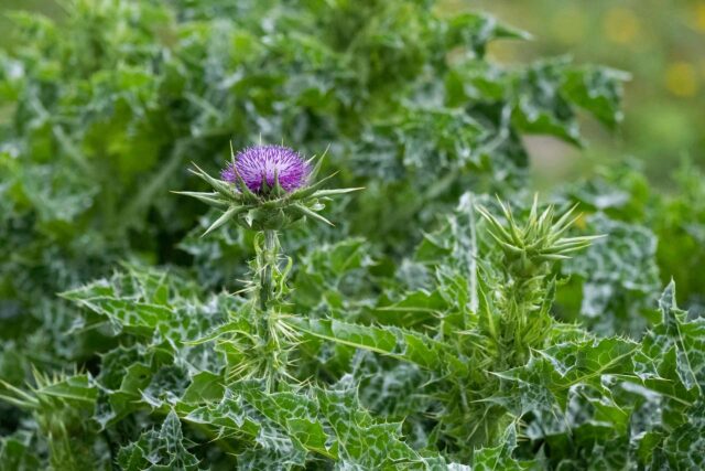 Nahaufnahme einer violetten Mariendistel-Blüte mit ihren charakteristischen stacheligen, grün-weiß gemusterten Blättern.