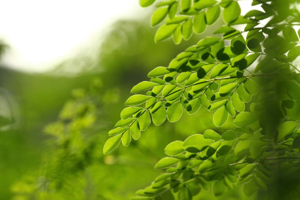 Ein Zweig mit kleinen, ovalen, leuchtend grünen Moringa-Blättern im Gegenlicht vor einem unscharfen grünen Hintergrund.