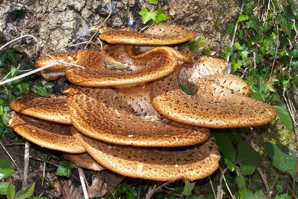 Mehrere große, fächerförmige Polyporus-Pilze wachsen übereinander geschichtet am Fuß eines Baumstammes. Die ockerbraunen Pilzhüte sind mit dunkleren, konzentrisch angeordneten Schuppen bedeckt. Um den Pilz herum sind grüne Efeublätter und Waldbodenbewuchs zu sehen.