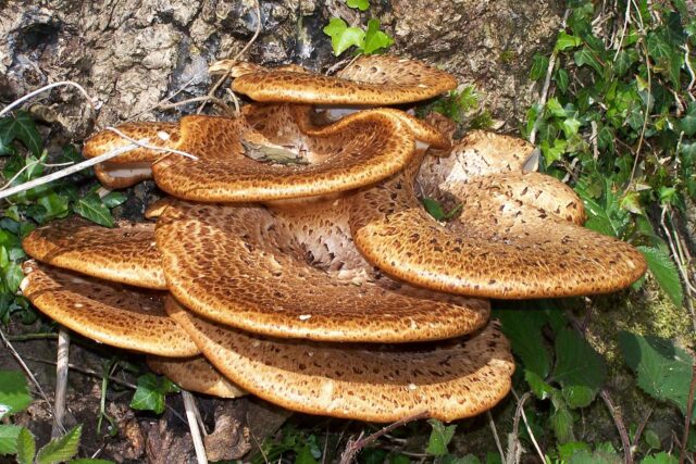 Mehrere große, fächerförmige Polyporus-Pilze wachsen übereinander geschichtet am Fuß eines Baumstammes. Die ockerbraunen Pilzhüte sind mit dunkleren, konzentrisch angeordneten Schuppen bedeckt. Um den Pilz herum sind grüne Efeublätter und Waldbodenbewuchs zu sehen.
