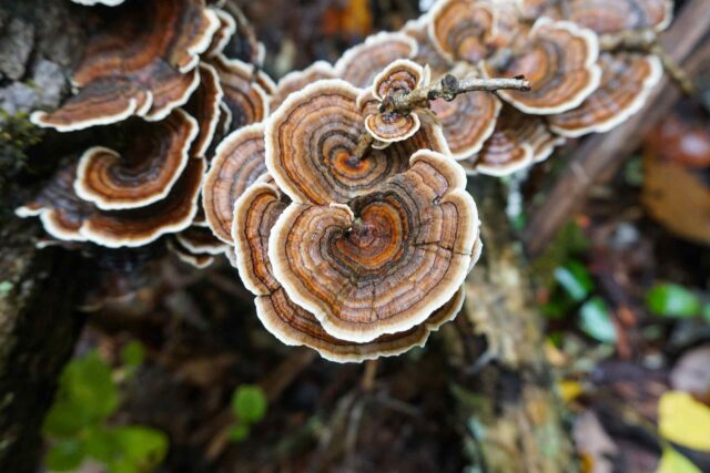 Nahaufnahme einer Gruppe von Reishi-Pilzen (Ganoderma lucidum), die fächerförmig an einem Baumstamm wachsen.