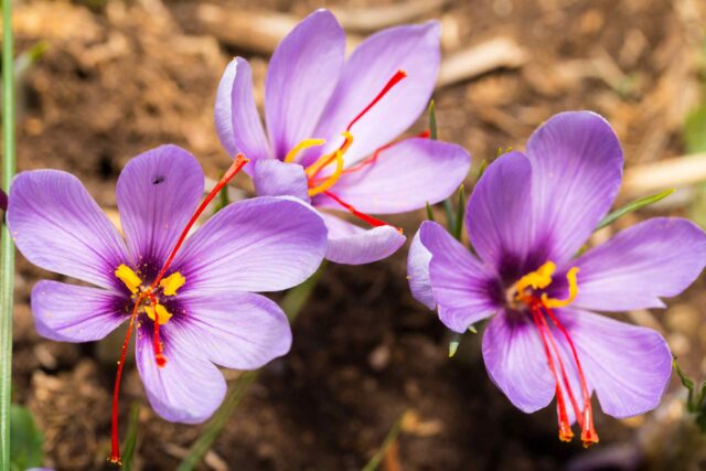 Drei violette Krokusblüten (Safran) in der Erde, bei denen die charakteristischen langen, roten Narbenfäden deutlich sichtbar sind.