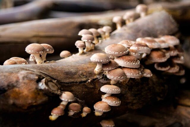 Zahlreiche Shiitake-Pilze wachsen direkt aus der Rinde eines liegenden Baumstammes. Die Pilze haben charakteristische braune, leicht geschuppte Hüte und kräftige, helle Stiele, die in Gruppen über das Totholz verteilt sind.