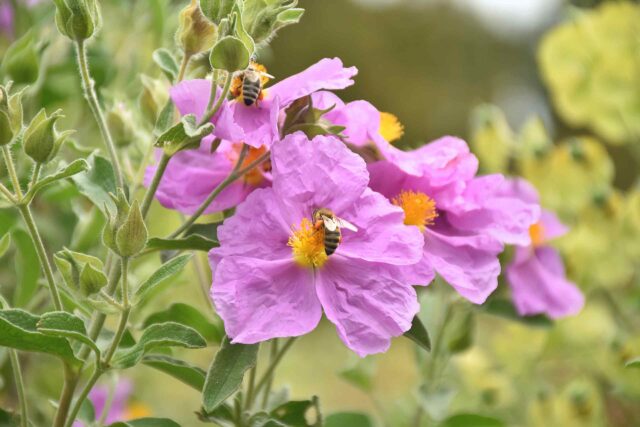Mehrere rosa Zistrosen-Blüten mit gelber Mitte, auf denen Bienen Pollen sammeln, umgeben von grünen Blättern und Knospen.