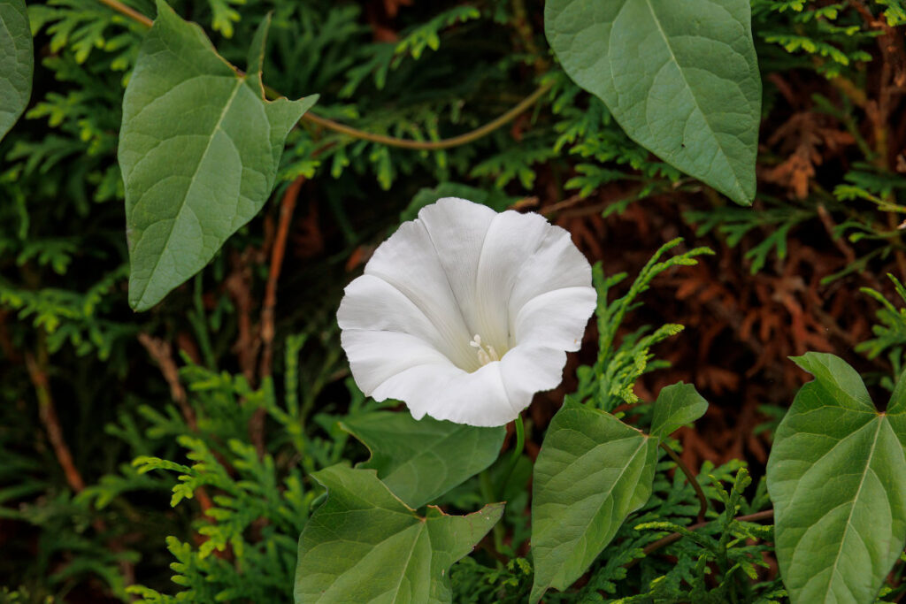 Nahaufnahme einer weißen Ackerwinde-Blüte mit ihren Blättern.