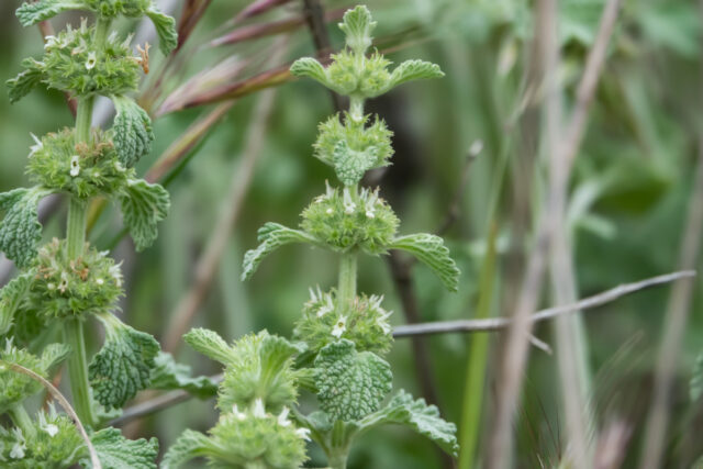 Nahaufnahme des Wildkrauts Andorn, Marrubium vulgare