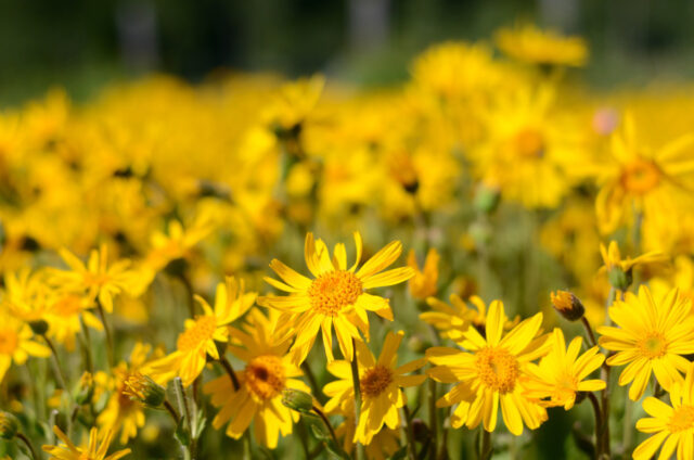 Nahaufnahme zahlreicher, strahlend gelber Arnika-Blüten.