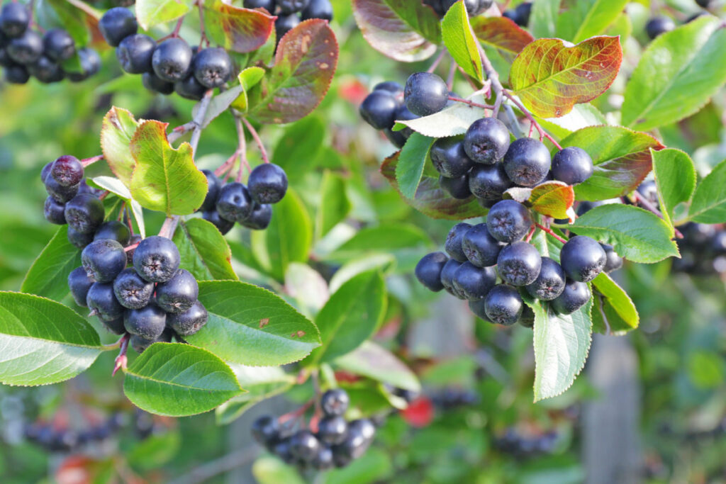 Die dunkel-violetten Früchte der Aroniabeere in Nahaufnahme, umrandet von ihren grünen Blättern am Strauch.