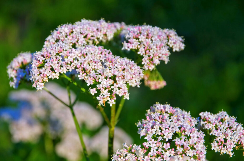 Nahaufnahme einiger Baldrian-Blüten in einer Wiese.