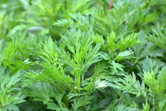 Nahaufnahme des Blattes vom gewöhnlichen Beifuß, Artemisia vulgaris.