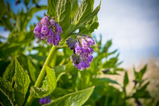 Nahaufnahme von violetten Beinwell-Blüten und seinen grünen Blättern.