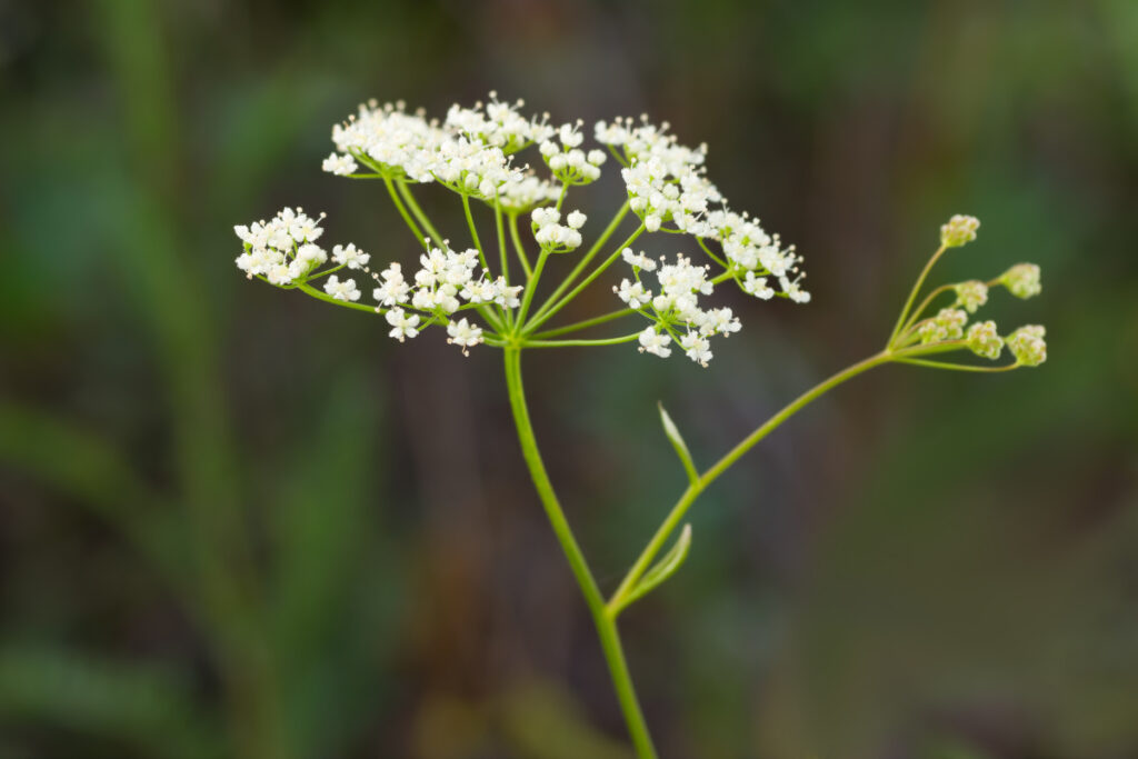 Nahaufnahme einer Blüte der Bibernelle, Pimpinella saxifraga.