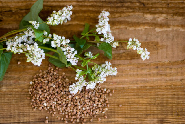 Buchweizen-Früchte und Buchweizen-Pflanze, die weiße Blüten trägt, auf braunem Hintergrund.