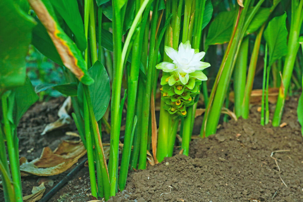 Curcuma longa als blühende Pflanze mit weißer Blüte, die aus der Erde herausragt.