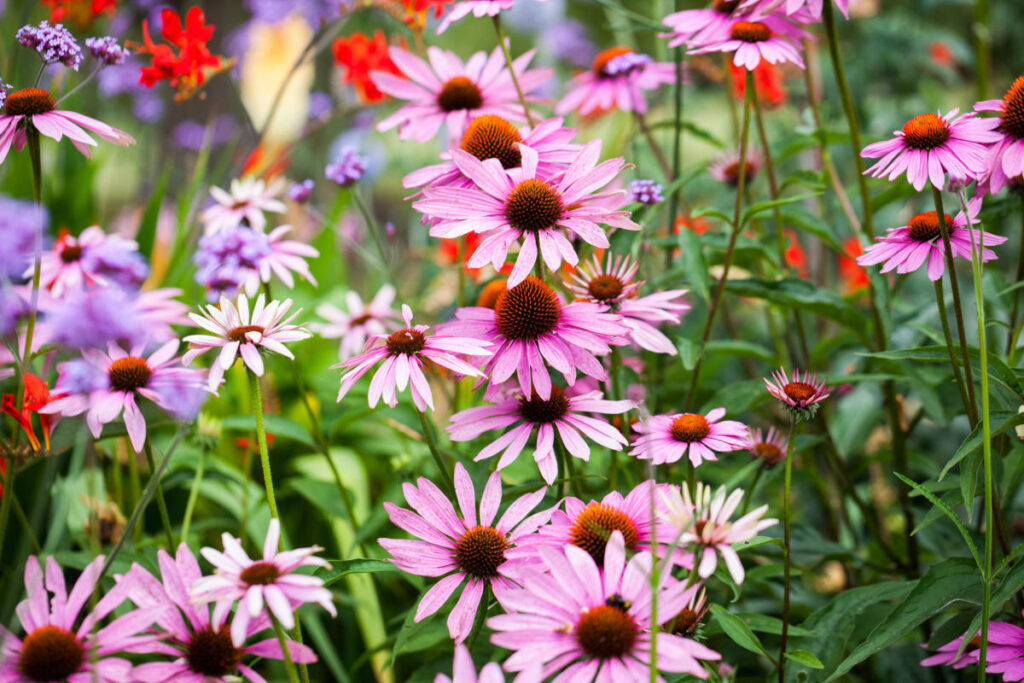 eine Wiese voll blühender Echinacea purpurea.