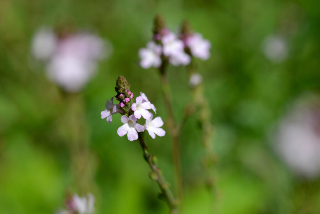 Nahaufnahme der blass-lila Blüte des Eisenkrauts in der grünen Wiese.
