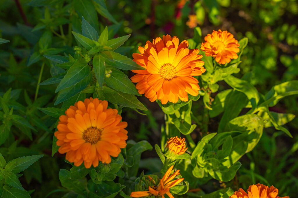 Ringelblume in Orange in der Natur