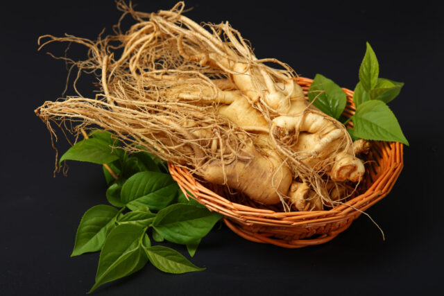 Wurzeln des Ginsengs (Panax ginseng) in einer Schale vor schwarzem Hintergrund, rundherum grüne Blätter.
