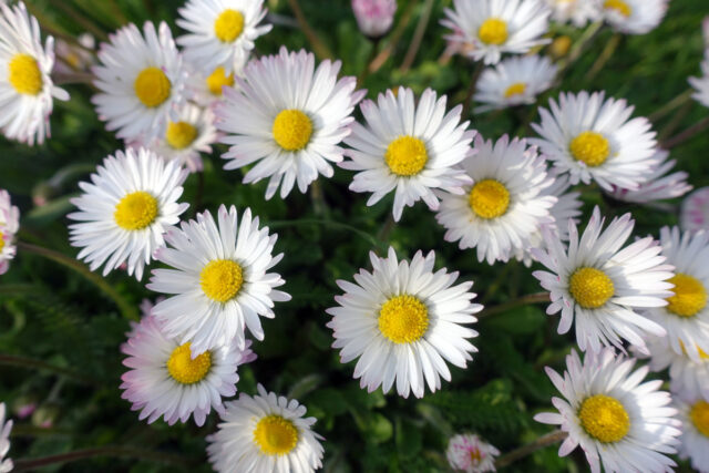 Mehrere Gänseblümchen mit ihren gelb-weißen Blüten in Nahaufnahme.