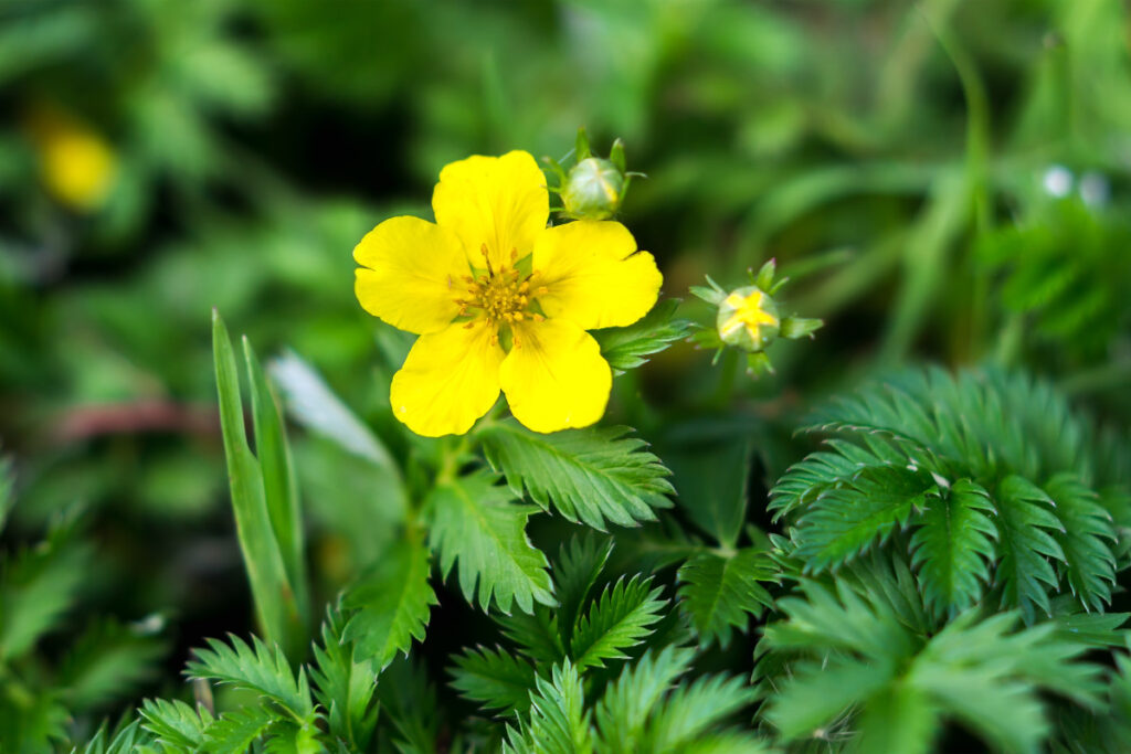 Die gelbe Blüte des Gänsefingerkrauts in Nahaufnahme.
