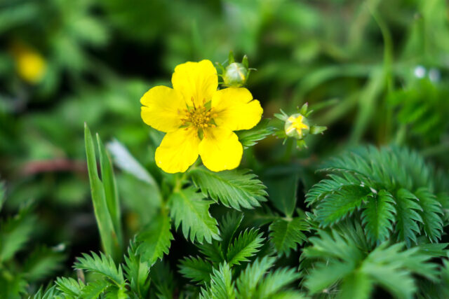 Die gelbe Blüte des Gänsefingerkrauts in Nahaufnahme.