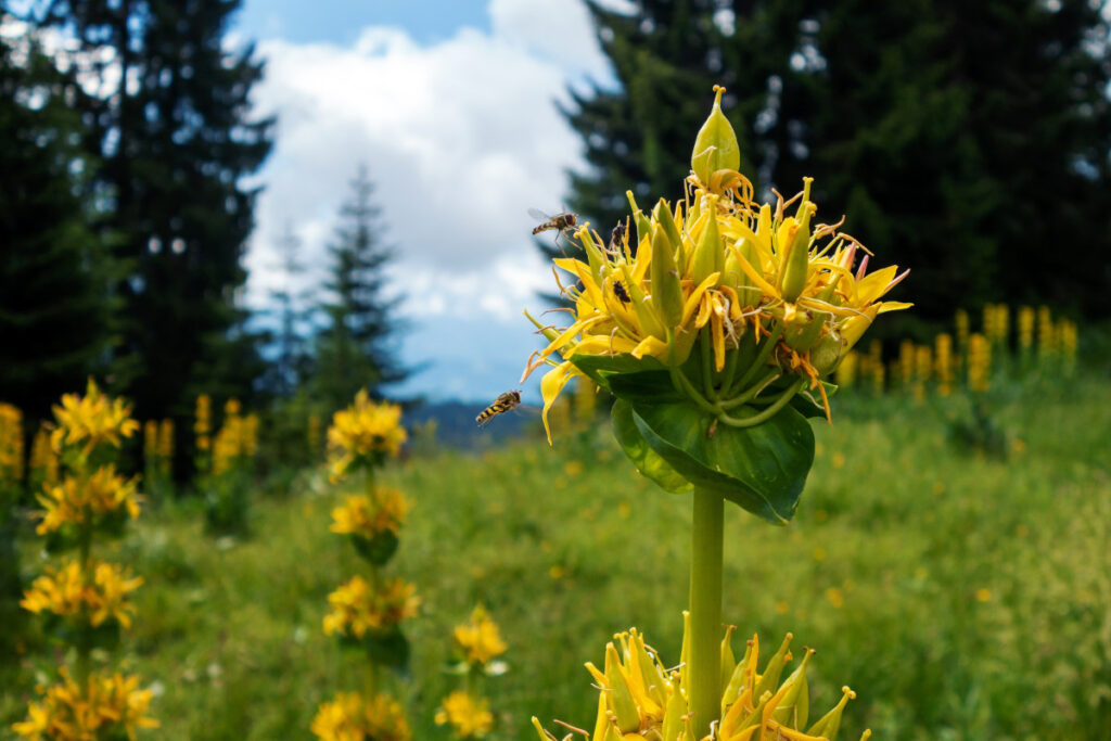Mehrere Blüten des Gelben Enzians in Nahaufnahme auf einer Bergwiese.