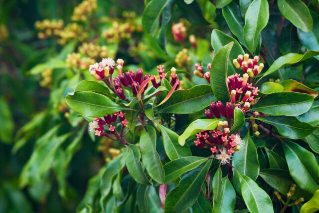 Die Knospen des Gewuerznelken-Baumes vor der Ernte in Nahaufnahme.