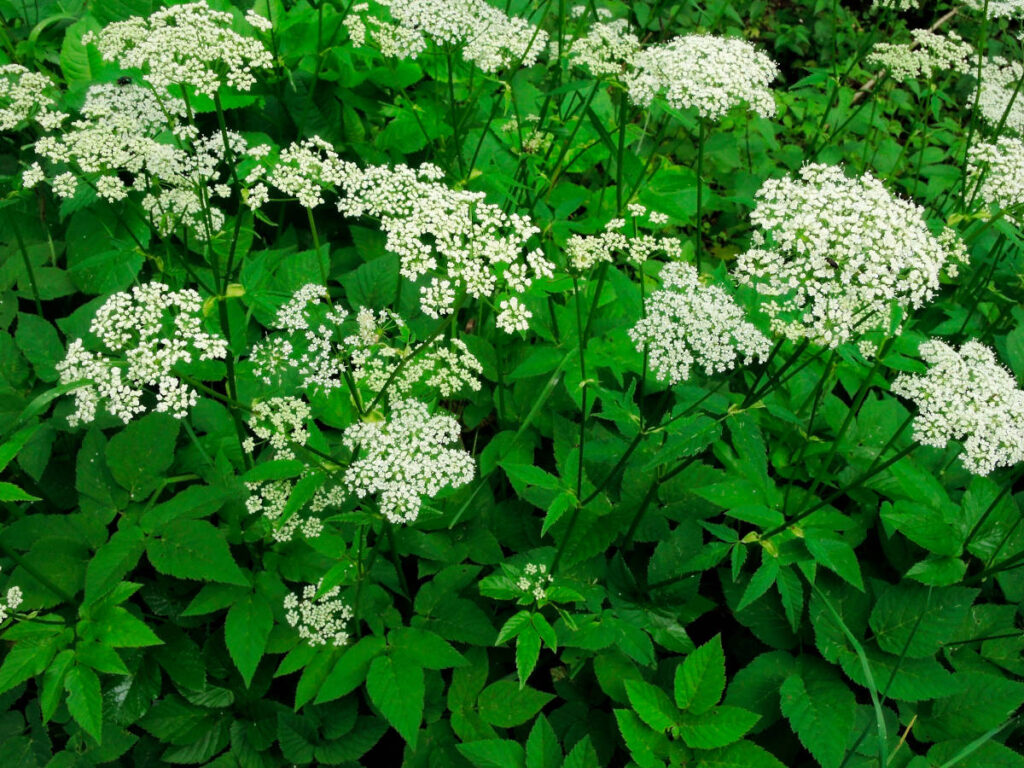 Mehrere Giersch-Pflanzen in voller weißer Blüte samt der charakteristischen Blätter.