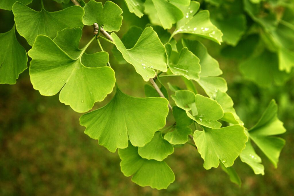 Die Blätter des Ginkgo biloba Baumes in Nahaufnahme.