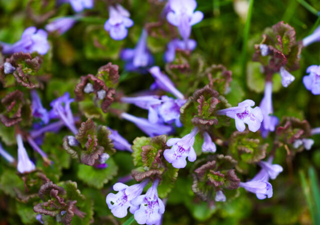 Mehrere violette Blüten der Gundelrebe (des Gundermanns) in Nahaufnahme.