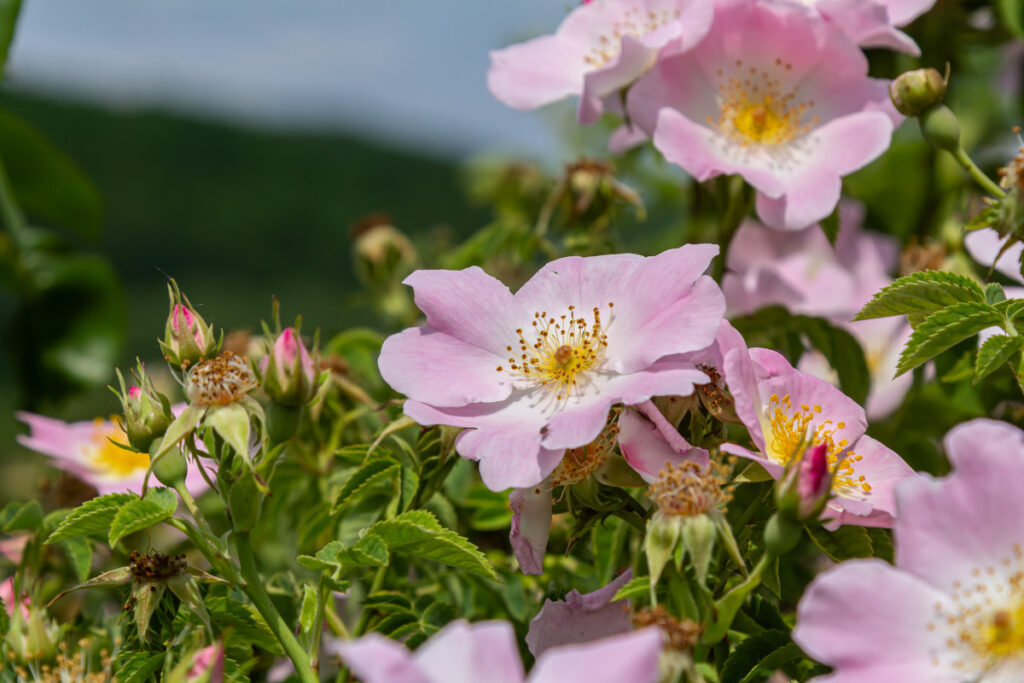 Einige zartrosa blühende Heckenrosen an einem sonnigen Tag.