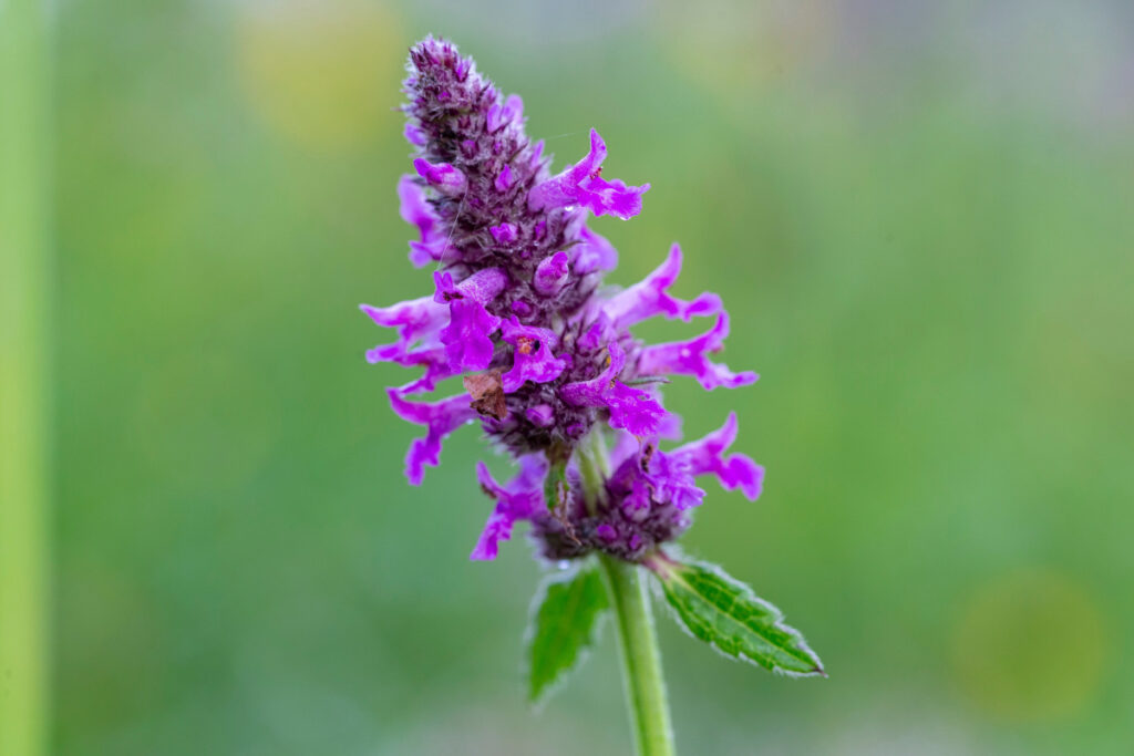 Die violette Blüte des Heilziest (Betonie) in Nahaufnahme.