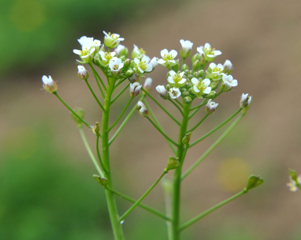 Die weißen Blüten des Hirtentäschel in Nahaufnahme.