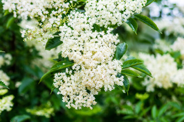 Weiße Holunderblüte in Nahaufnahme.