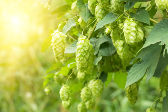 Die zapfenartigen Blütenstände des Hopfen („Hopfendolden“) in warmem Sonnenlicht.