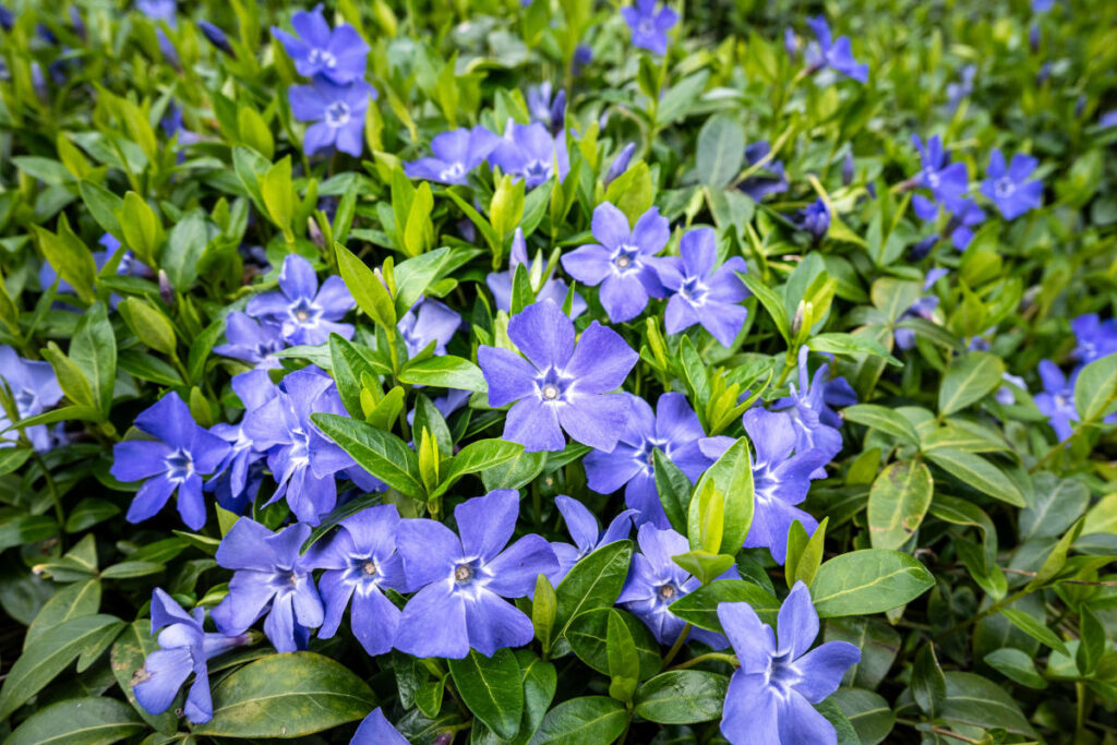 Zahlreiche blaue Blüten des kleinen Immergrüns in einer Wiese.